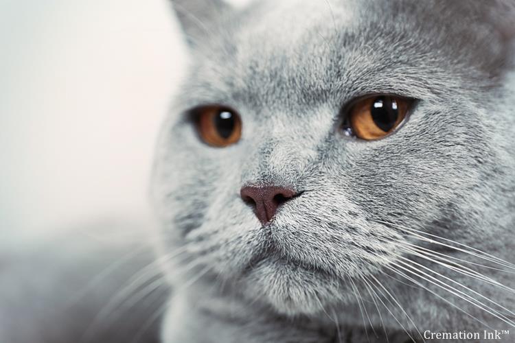cat ashes tattoo idea