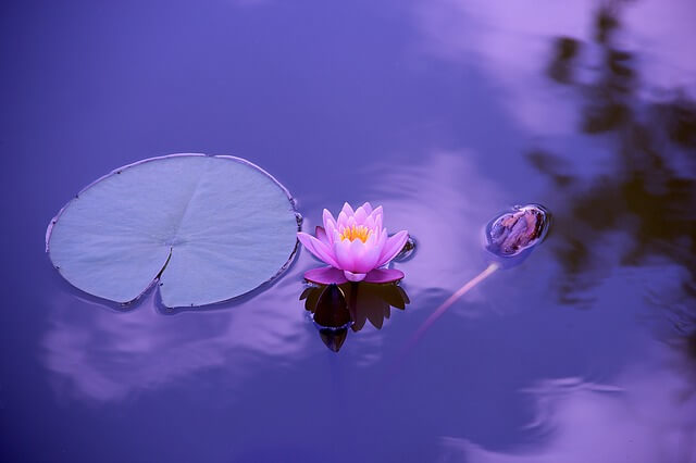 cremation ashes in water
