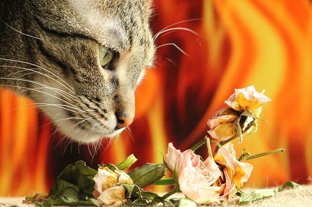 do-cremation-ashes-smell
