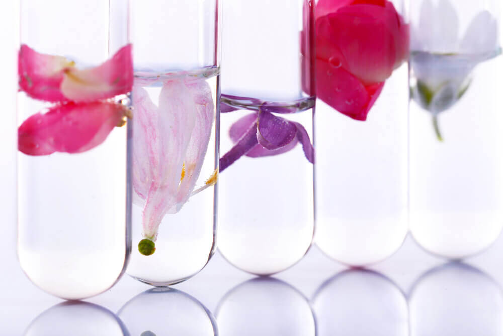 water cremations near me