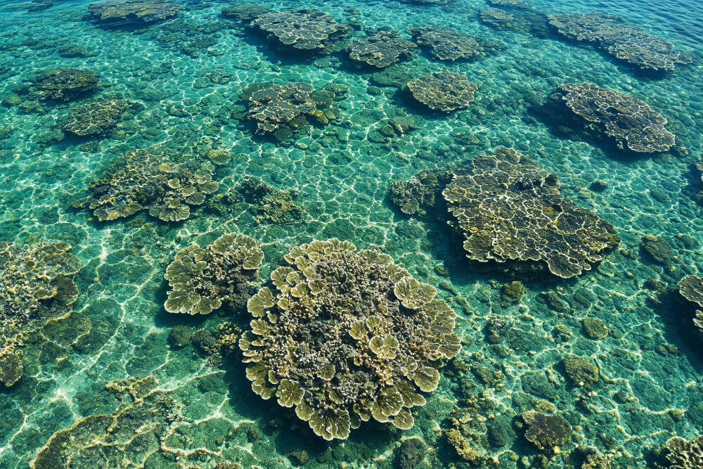 putting cremation ashes into a reef